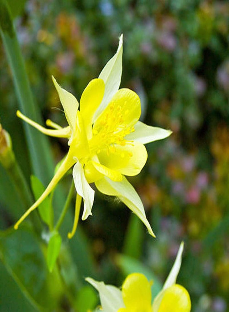 جي جوت 200 قطعة من بذور أكويلجيا، زهور كولومبين صفراء جذابة تخلق منظرًا طبيعيًا فريدًا للحديقة، سهلة البقاء على قيد الحياة، نمو سريع - Image 2