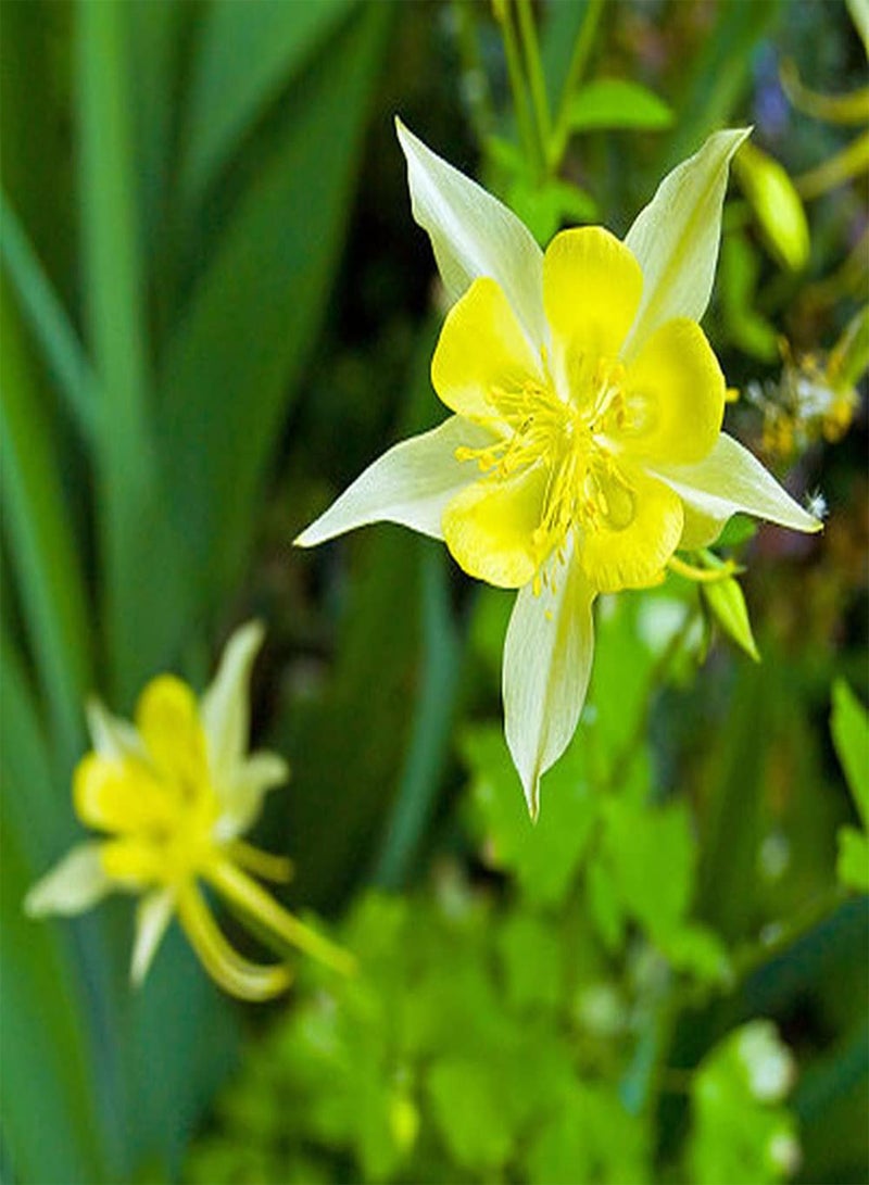 جي جوت 200 قطعة من بذور أكويلجيا، زهور كولومبين صفراء جذابة تخلق منظرًا طبيعيًا فريدًا للحديقة، سهلة البقاء على قيد الحياة، نمو سريع - Image 1