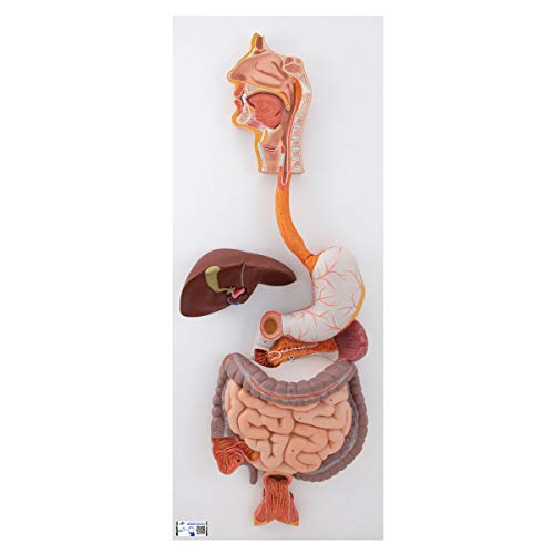 3B Scientific K21 Digestive System 3 part - 3B Smart Anatomy - Image 1