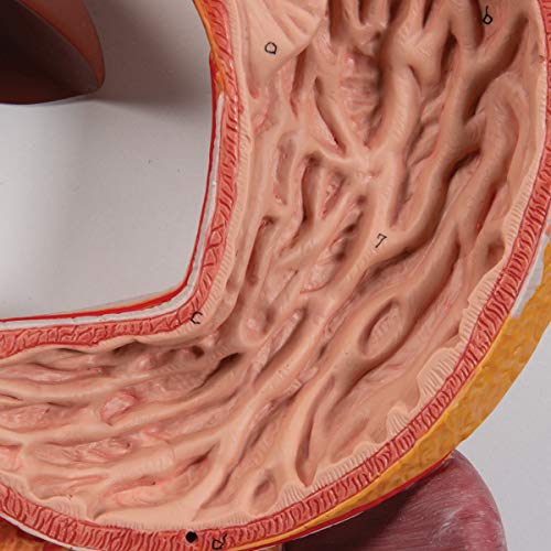 3B Scientific K21 Digestive System 3 part - 3B Smart Anatomy - Image 4
