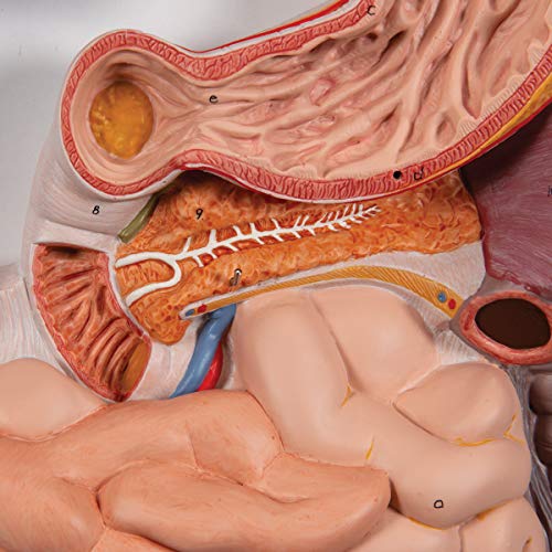 3B Scientific K21 Digestive System 3 part - 3B Smart Anatomy - Image 5
