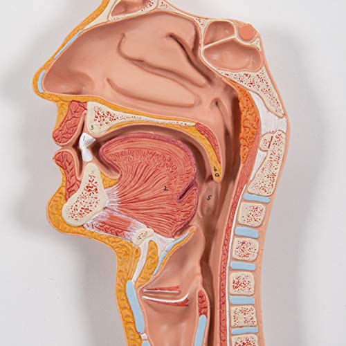 3B Scientific K21 Digestive System 3 part - 3B Smart Anatomy - Image 3