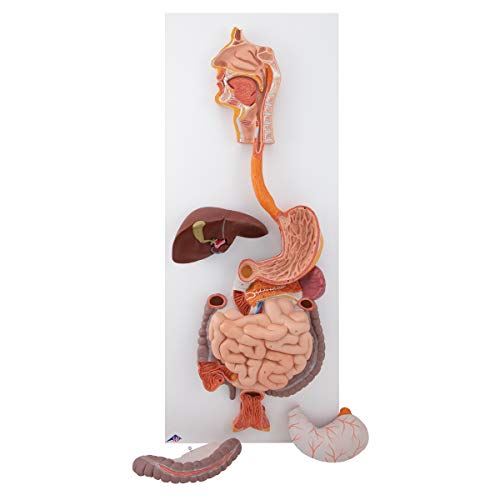 3B Scientific K21 Digestive System 3 part - 3B Smart Anatomy - Image 2