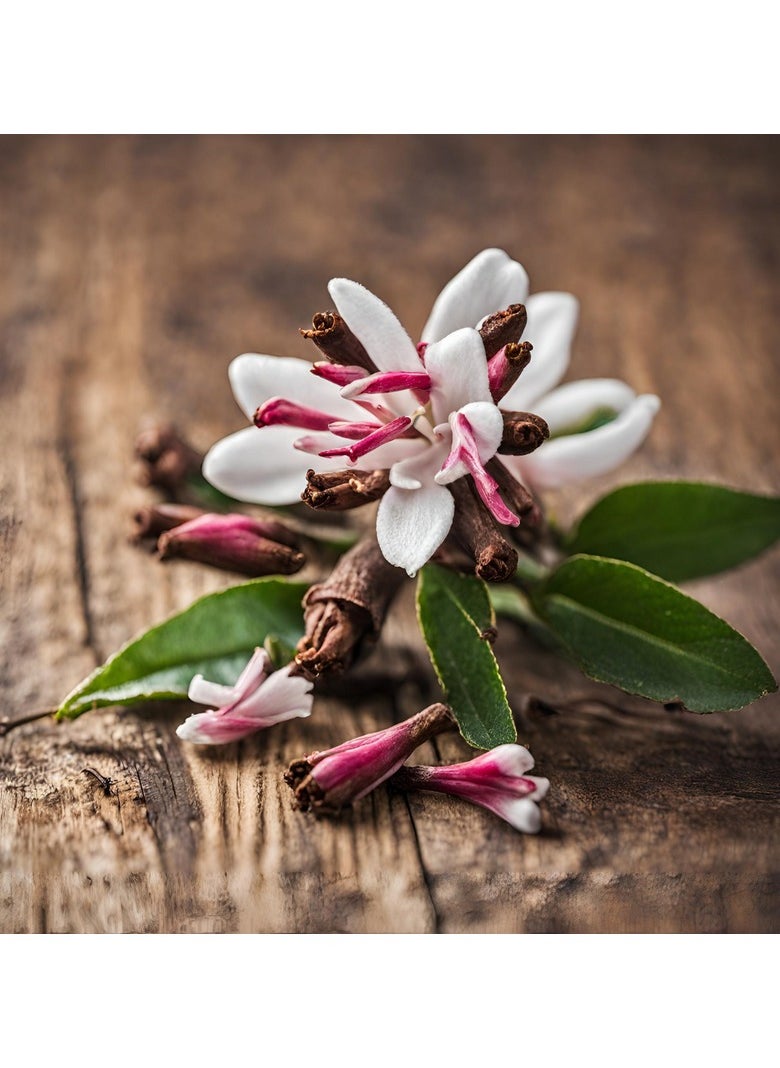 GROW Clove flower seed al-fajr  - Image 2