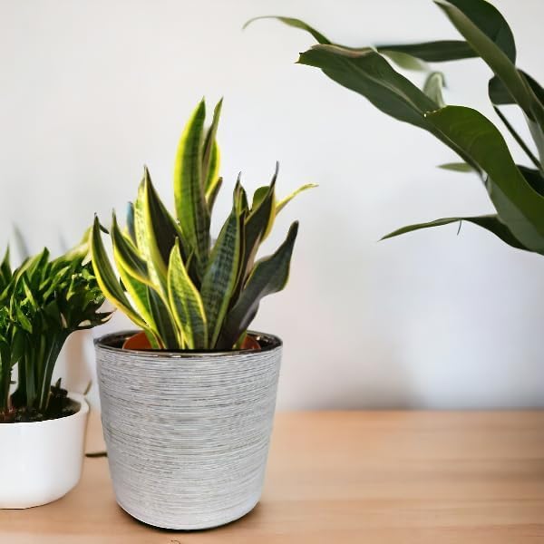 Fox & Fern Premium Imported Ceramic Planter for Vibrant Garden | Enhance The Ambiance of Your Home, Office or Garden (Dia. 5Inch) (GA133B-077-GW) - Image 3