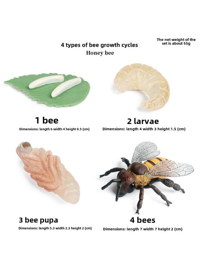 Miniature Realistic Animal Models Growth Cycle Toys Including erfly Rooster Ant Frog Turtle Mosquito Educational Playsets-Color:2443 Bee Growth Cycle 4 Sets - Image 1