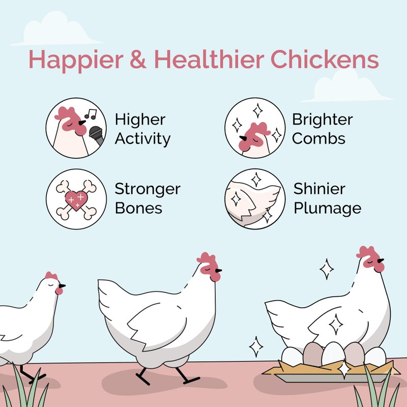 Mile Four Organic Chicken Feed - Layer Whole Grain, Non-GMO, USA Grown, 16% Protein, Corn-Free, Soy-Free, Non-Medicated Feed for Chickens, 2 lb Sample - Image 4