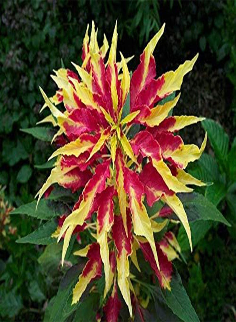 GGOOT Chinese Spinach 'Joseph's Coat' - Amaranthus Tricolor 'Joseph's Coat' Vegetable Seeds, Also Known as Amaranth, Callaloo, Tampala, Bireum, Tandalji Home Garden Planting by Heavy Torch, 50 Seeds