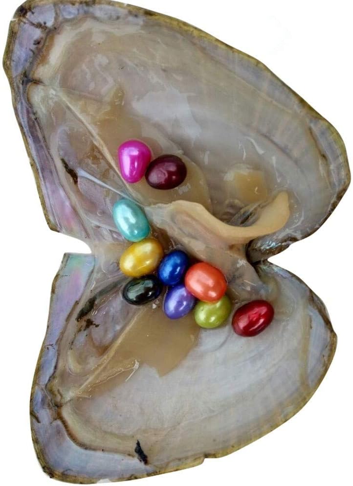 woobles Vacuum Packing Freshwater Oyster Wish Pearls with Multi Colored Oval Pearl Inside (5 PCS Oysters) 5 PCS Oysters - Image 3