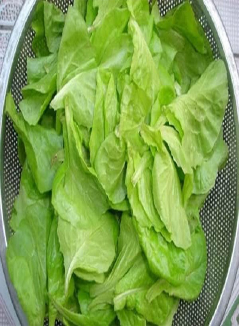 GGOOT 2 Bags of 300 Seeds Vietnamese Lettuce Very Easy to Grow Very Productive All Seasons xà lách Việt NAM The Most Favorite Lettuce Asian Ship from NJ USA Diaspora Asian Seeds  - Image 3