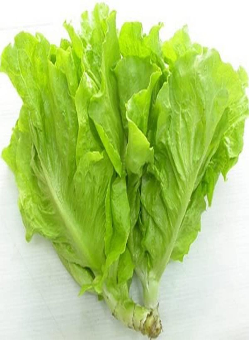 GGOOT 2 Bags of 300 Seeds Vietnamese Lettuce Very Easy to Grow Very Productive All Seasons xà lách Việt NAM The Most Favorite Lettuce Asian Ship from NJ USA Diaspora Asian Seeds  - Image 2