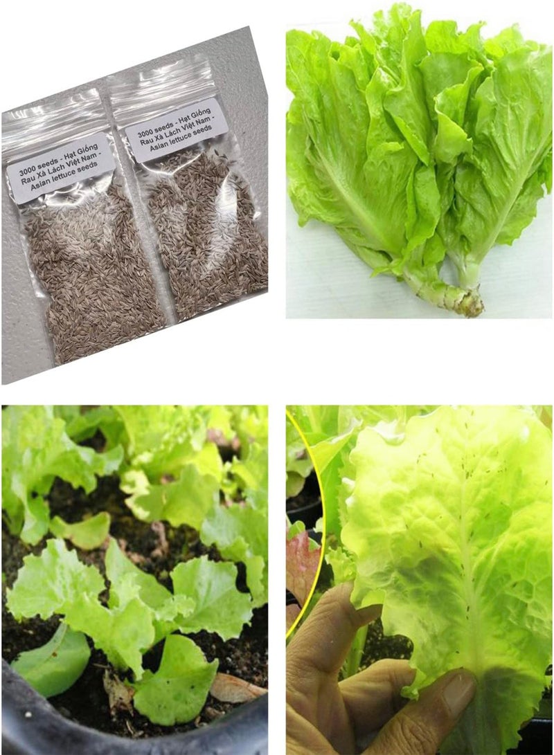 GGOOT 2 Bags of 300 Seeds Vietnamese Lettuce Very Easy to Grow Very Productive All Seasons xà lách Việt NAM The Most Favorite Lettuce Asian Ship from NJ USA Diaspora Asian Seeds  - Image 1