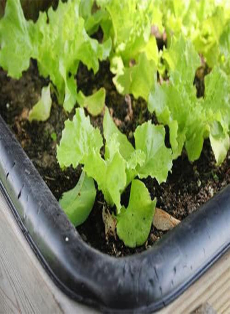 GGOOT 2 Bags of 300 Seeds Vietnamese Lettuce Very Easy to Grow Very Productive All Seasons xà lách Việt NAM The Most Favorite Lettuce Asian Ship from NJ USA Diaspora Asian Seeds  - Image 4