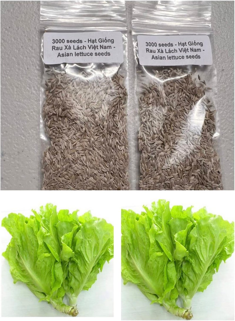 GGOOT 2 Bags of 300 Seeds Vietnamese Lettuce Very Easy to Grow Very Productive All Seasons xà lách Việt NAM The Most Favorite Lettuce Asian Ship from NJ USA Diaspora Asian Seeds  - Image 5