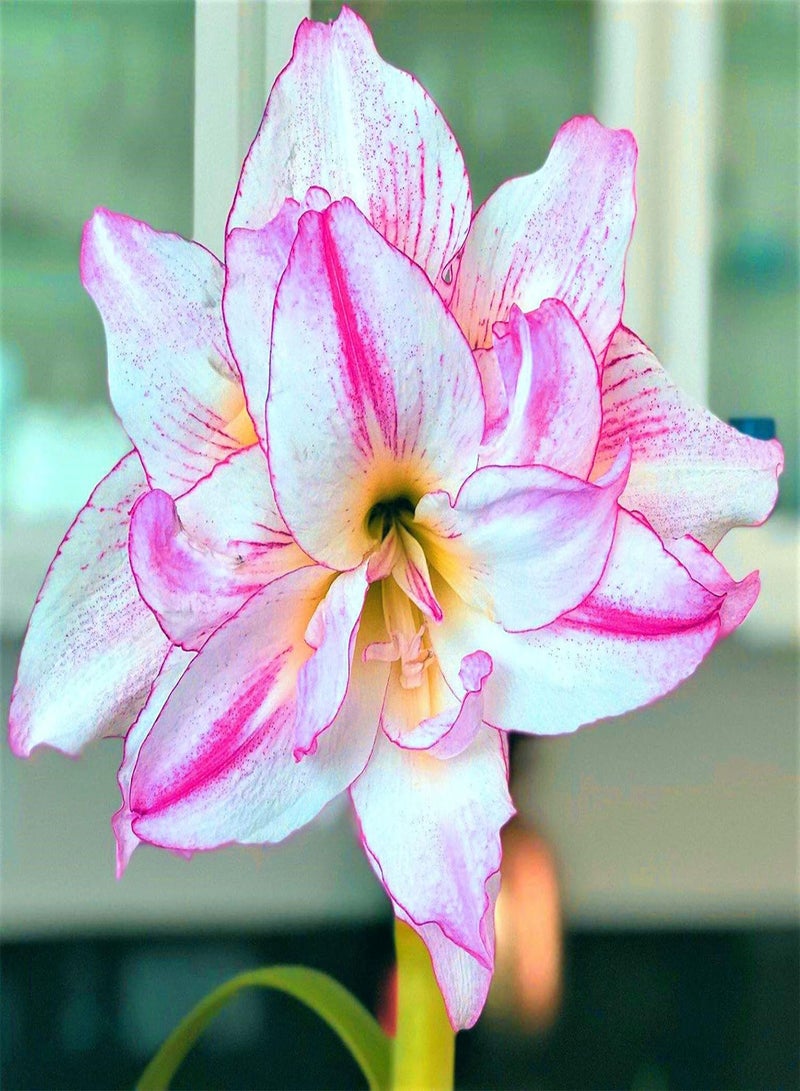 جي جوت x rosafarbene Amaryllis Zwiebeln Blumen Leichter Duft geeignet für schöne Blumen die im Gartenhof gepflanzt Werden Gute Wahl für die Dekoration der Familienumgebung - Image 2