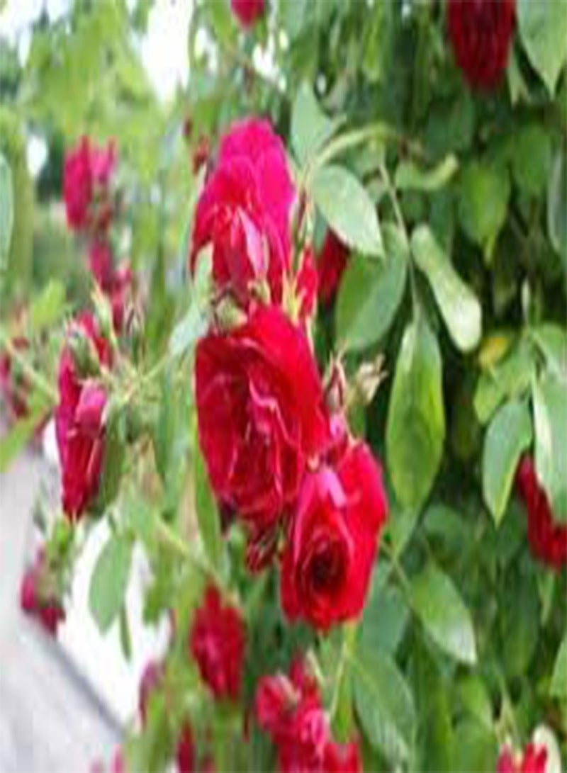 جي جوت بذور طازجة 20 قطعة من بذور وردة متسلقة ذات حافة بيضاء للزراعة مختلطة