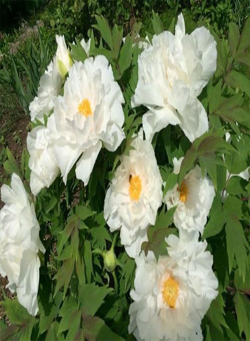 GGOOT 80pieces White Peony Flower Seeds - Image 2