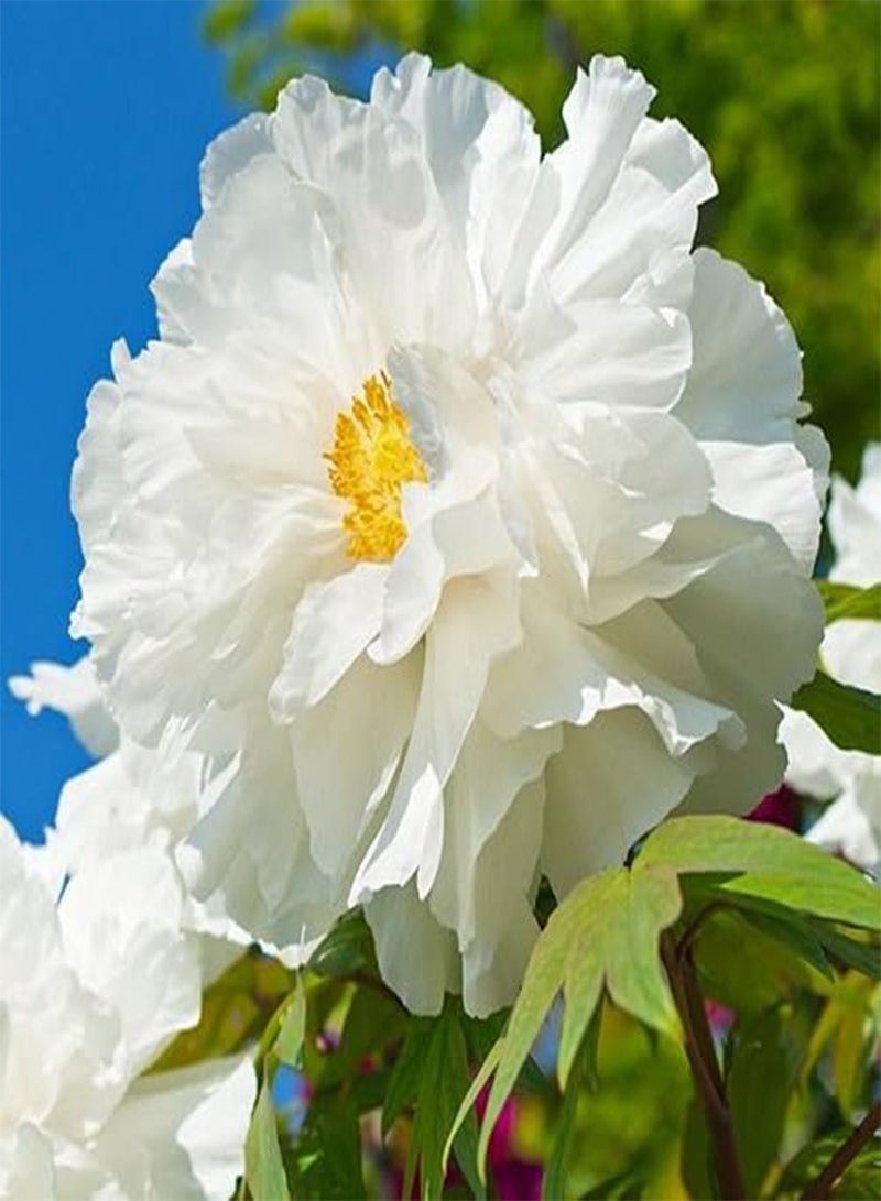 GGOOT 80pieces White Peony Flower Seeds - Image 1