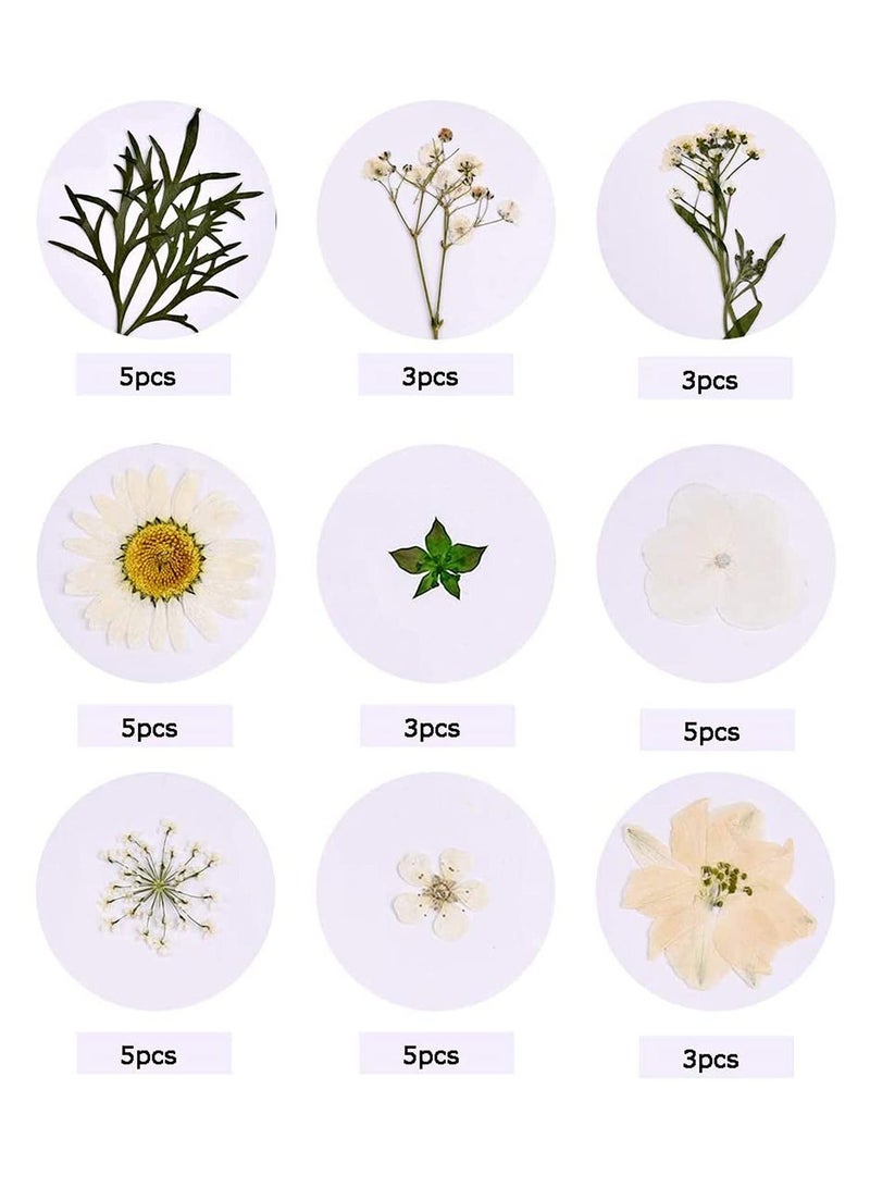 Dried Flowers Pressed Natural Colorful Pressed Flowers Daisies Assorted Dried Flowers Leaves Petals Floral Decors DIY Crafts, for Resin epoxy Silicone Mold Production - Image 3