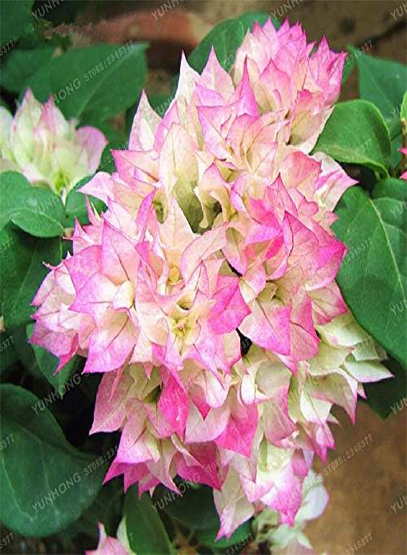 GGOOT 100 pcs Bougainvillea Flower Seeds for Planting Pink White  - Image 3