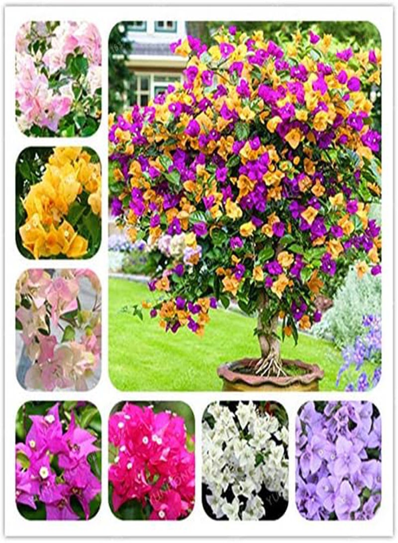 GGOOT 100 pcs Bougainvillea Flower Seeds for Planting Pink White  - Image 2
