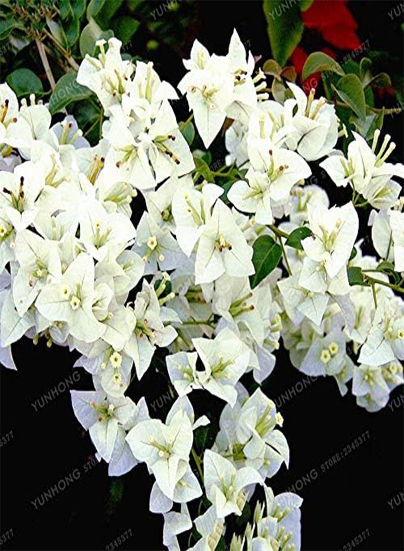 GGOOT 100 pcs Bougainvillea Flower Seeds for Planting Pink White  - Image 4