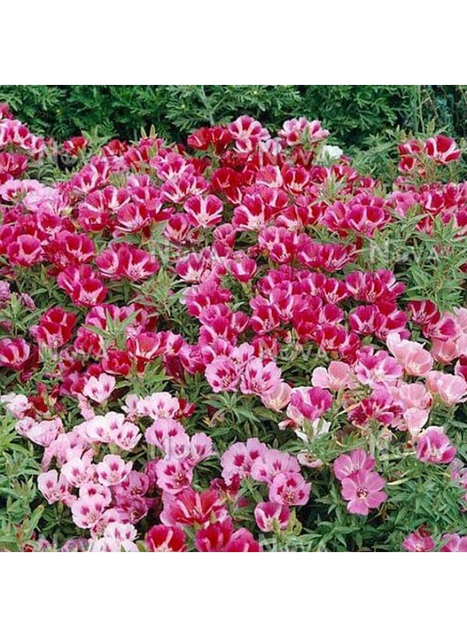 Godetia Azaleaflora Mixed Color Flower Seeds