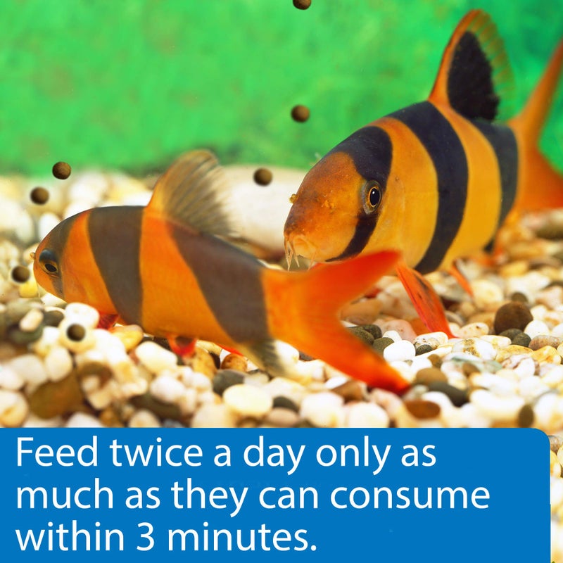 API BOTTOM FEEDER PELLETS WITH SQUID Fish Food 4.0-Ounce Container - Image 3