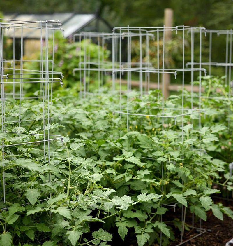 Burpee Medium Heavy Gauge Tomato 3 Cages for Plant Support in Garden 14 x 14 x 48 Silver - Image 4