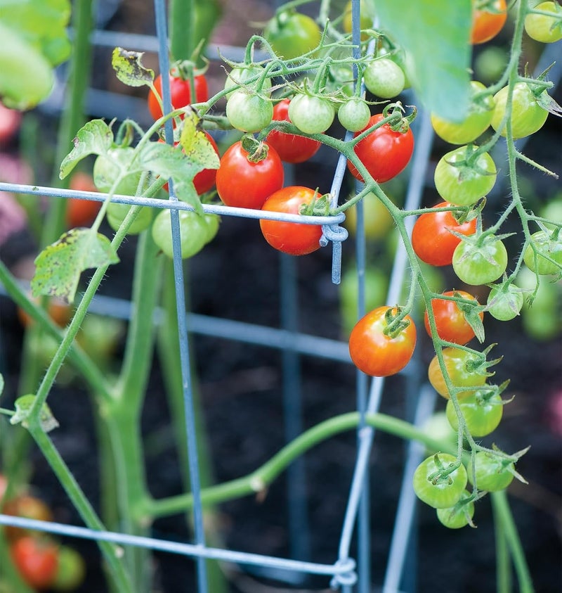 Burpee Medium Heavy Gauge Tomato 3 Cages for Plant Support in Garden 14 x 14 x 48 Silver - Image 3