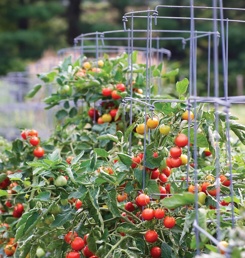 Burpee Medium Heavy Gauge Tomato 3 Cages for Plant Support in Garden 14 x 14 x 48 Silver - Image 2