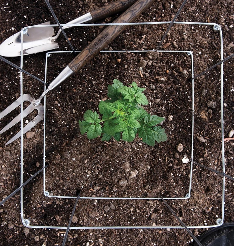 Burpee Medium Heavy Gauge Tomato 3 Cages for Plant Support in Garden 14 x 14 x 48 Silver - Image 5