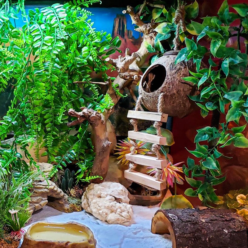 HERCOCCI Crested Gecko Tank Accessories, Reptile Hanging Plants Vines with Coconut Shell Ladder Hideout Hermit Crab Decor for Lizard, Chameleon Cage, Snakes, Hermit Crab, Leopard Gecko - Image 3