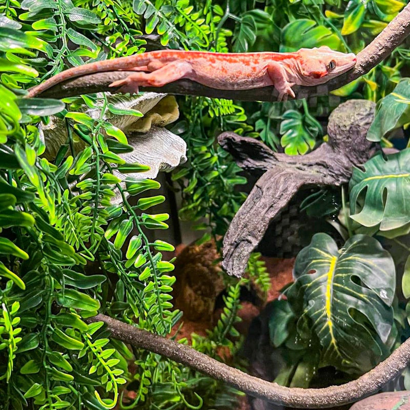 HERCOCCI Crested Gecko Tank Accessories, Reptile Hanging Plants Vines with Coconut Shell Ladder Hideout Hermit Crab Decor for Lizard, Chameleon Cage, Snakes, Hermit Crab, Leopard Gecko - Image 4