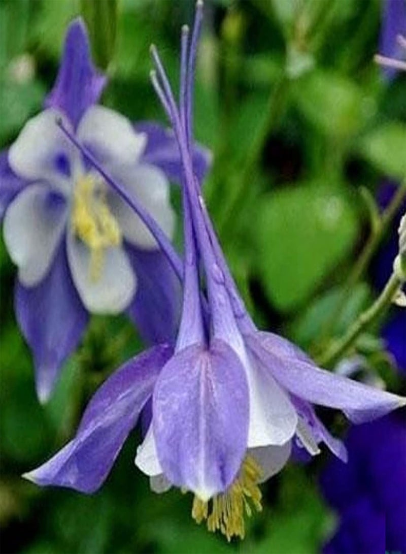 GGOOT 50Pcs/Bag Potted Seeds,Perennial Eye-catching Back with Fuzz Flowers Plant Aquilegia Vulgaris Seeds for Landscaping Planting Garden Yard Outdoor 1 Columbine Seeds - Image 5