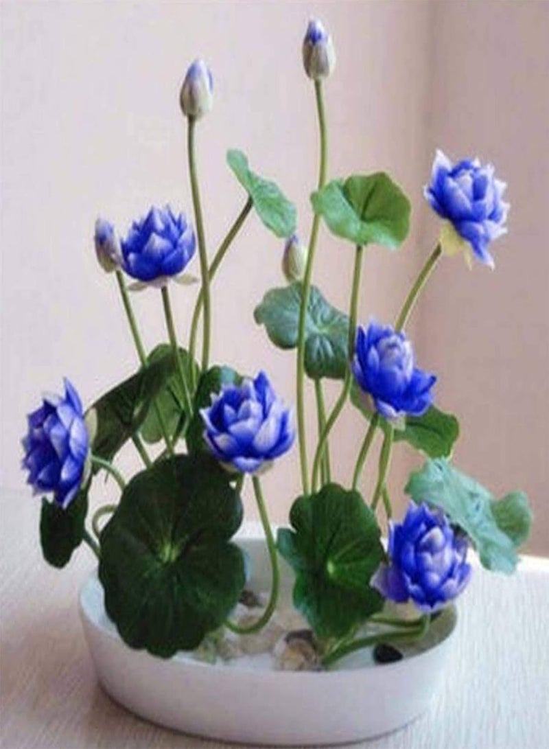 GGOOT Flowers Seeds 10Pcs Bowl Lotus Seeds Bonsai Plants Home Garden Hydroponic Plant Flower Decor Easy Sow for Garden Planting - White 10pcs Bowl Lotus Seeds  - Image 3