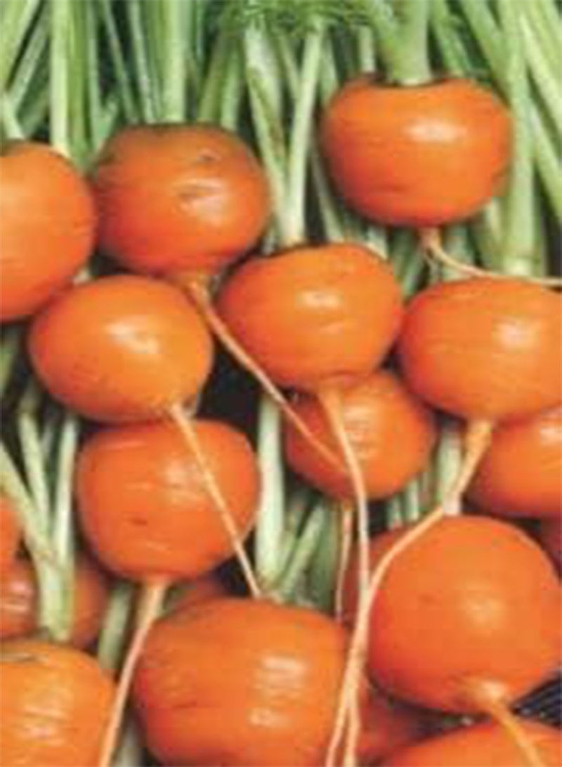 GGOOT 565 seeds of Carrot Paris Market Round, Simply Garden Fresh Herbs Vegetable Fruit seeds Grow Your Own Indoor Outdoor 