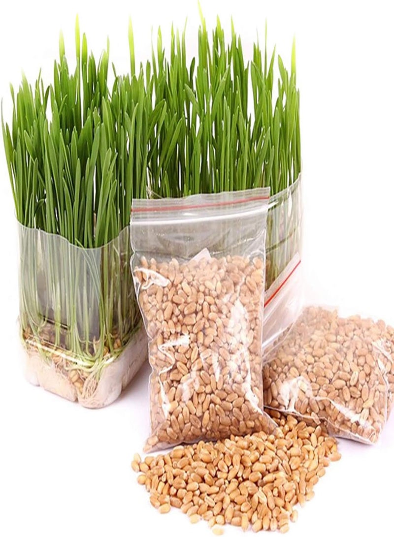 GGOOT seeds 400Pcs/Bag Cats Grass Seed Eating Kittens Garden Plant Antioxidant Pets Health Food - Image 1