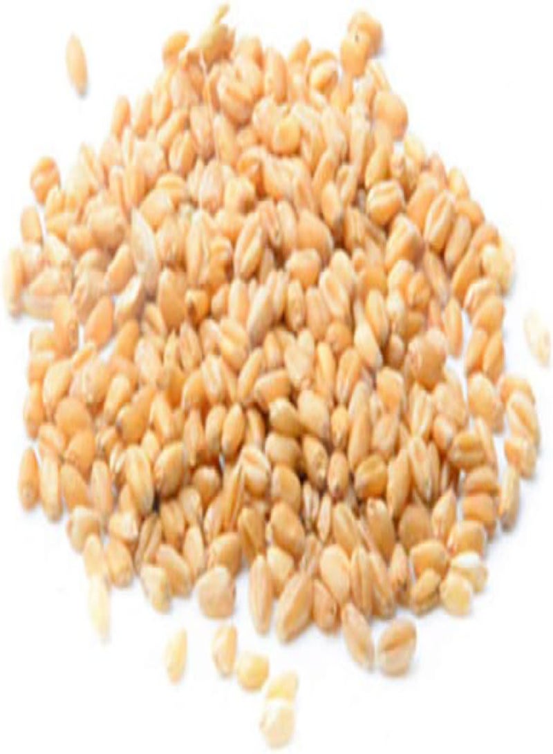 GGOOT seeds 400Pcs/Bag Cats Grass Seed Eating Kittens Garden Plant Antioxidant Pets Health Food - Image 4