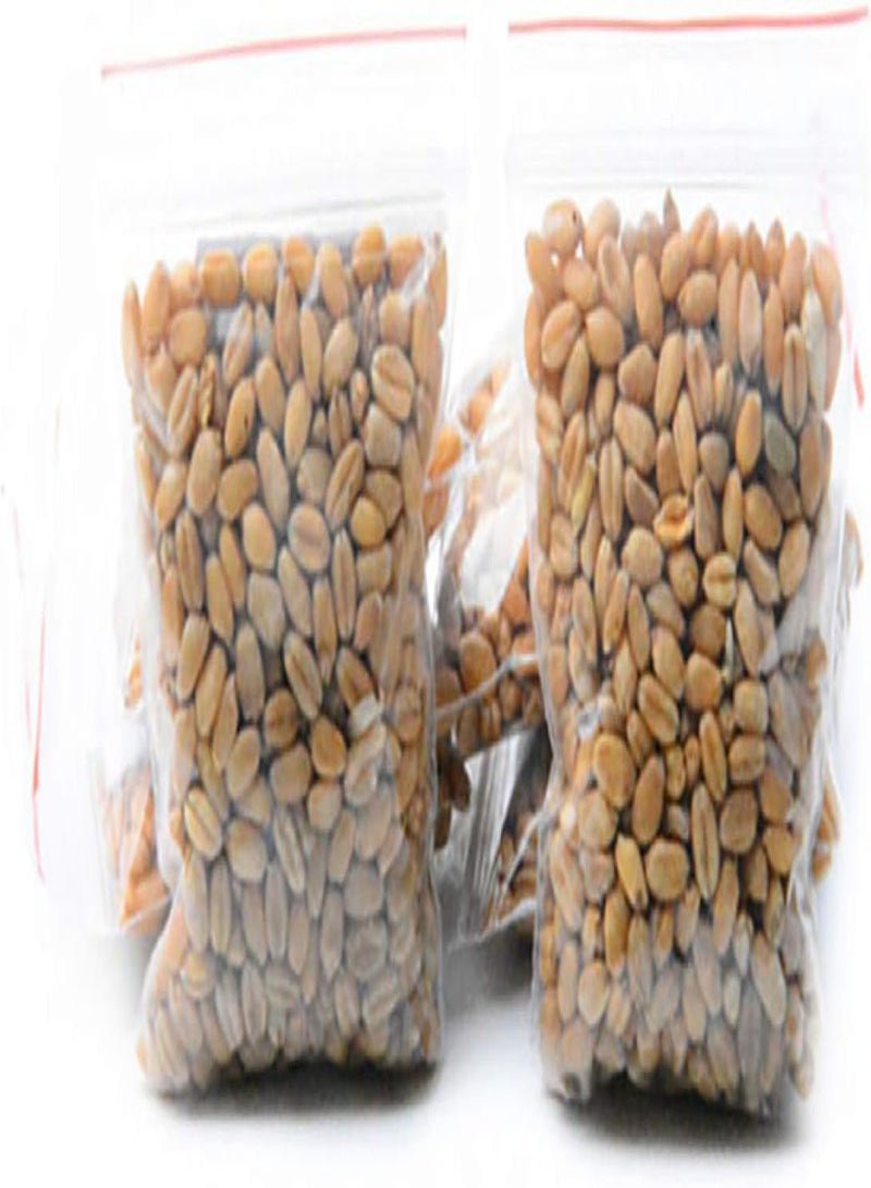 GGOOT seeds 400Pcs/Bag Cats Grass Seed Eating Kittens Garden Plant Antioxidant Pets Health Food - Image 2