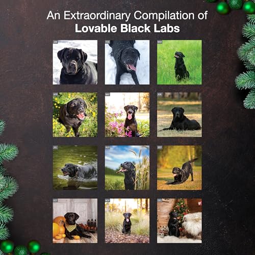 MICASA PRESS Black Labs 2026 Wall Calendar 12 Month | 12" x 24" Open | Thick & Sturdy Paper | Giftable | Cute Labrador Retriever Puppy Dog Calendar 2026 - Image 3