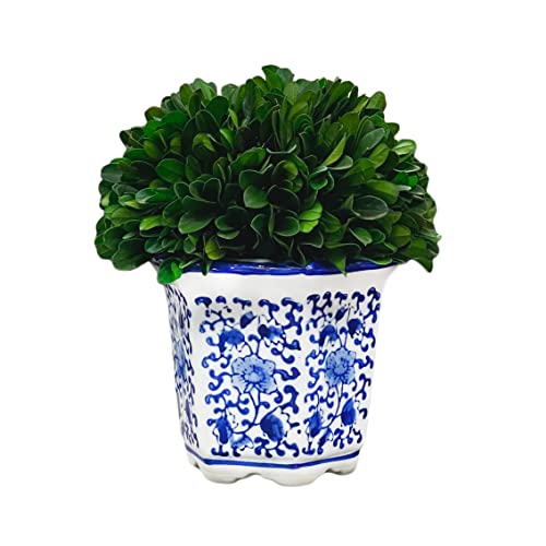 Galt International Galt International 7 Naturally Preserved Real Boxwood Ball in HandPainted Blue  White China Pot Planter Green Indoor Plant Home Decor Small 7 Tall Topiary 