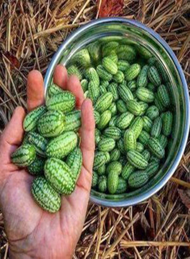 GGOOT 50Pcs/Bag Cucamelon Seeds Small Creative Special Mini Watermelon Cucamelon Seeds for Garden - Cucamelon Seeds - Image 4