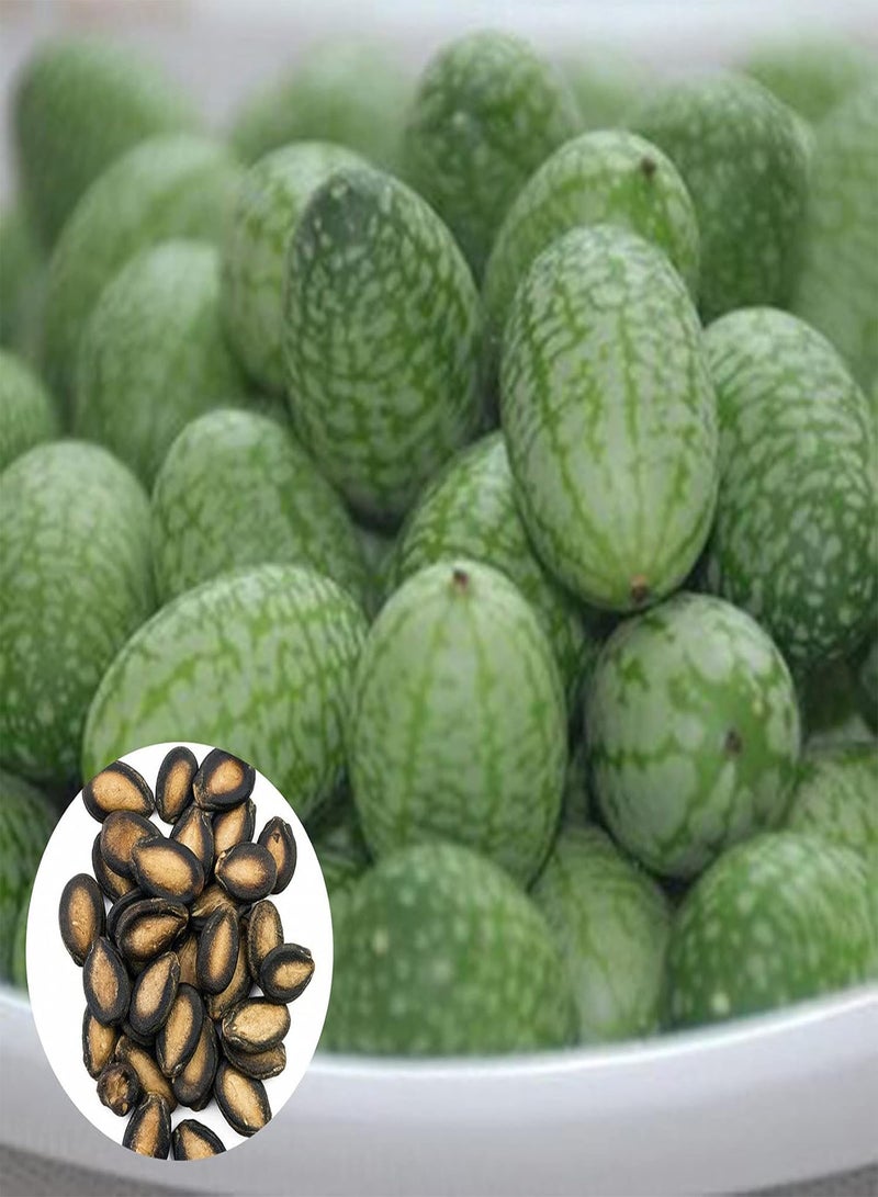 GGOOT 50Pcs/Bag Cucamelon Seeds Small Creative Special Mini Watermelon Cucamelon Seeds for Garden - Cucamelon Seeds - Image 1