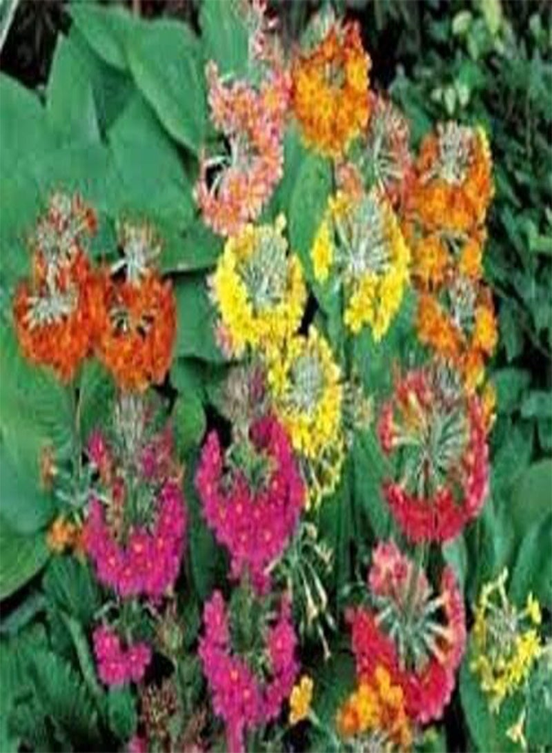 GGOOT 100 Seeds of Primula Candelabra