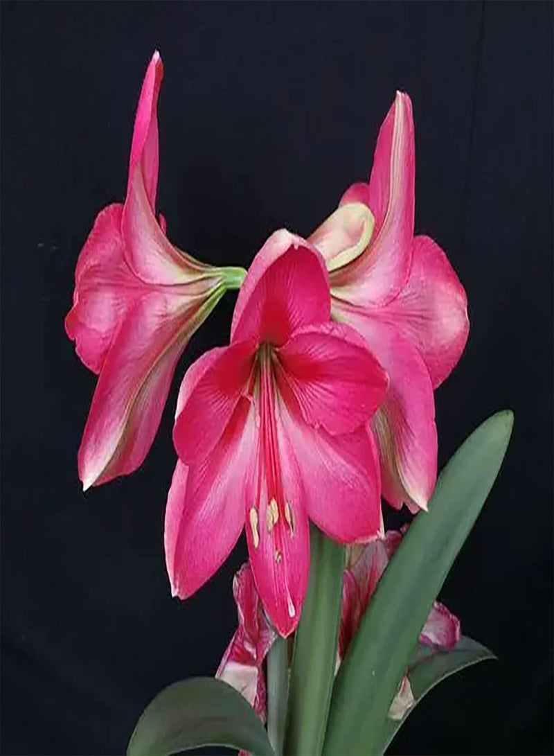 جي جوت 2 روزفاربين أماريليس زويبلن لها رائحة عطرية رائعة مليئة بالإثارة ستستمتع بها خلال عام كامل من الزهور المنعشة - Image 2