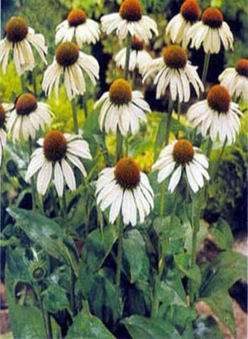 جي جوت زهرة المخروط (إشنسا بوربوريا ألبا) - البجعة البيضاء - 25 بذرة - Image 1