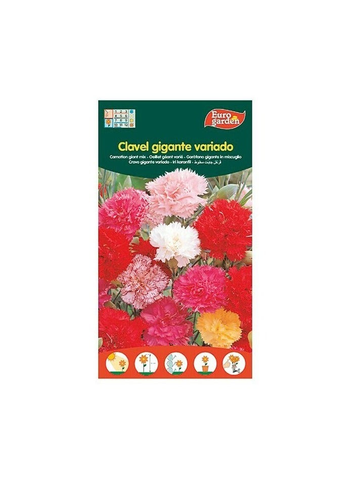 KNP EG Carnation Giant Mix Seeds