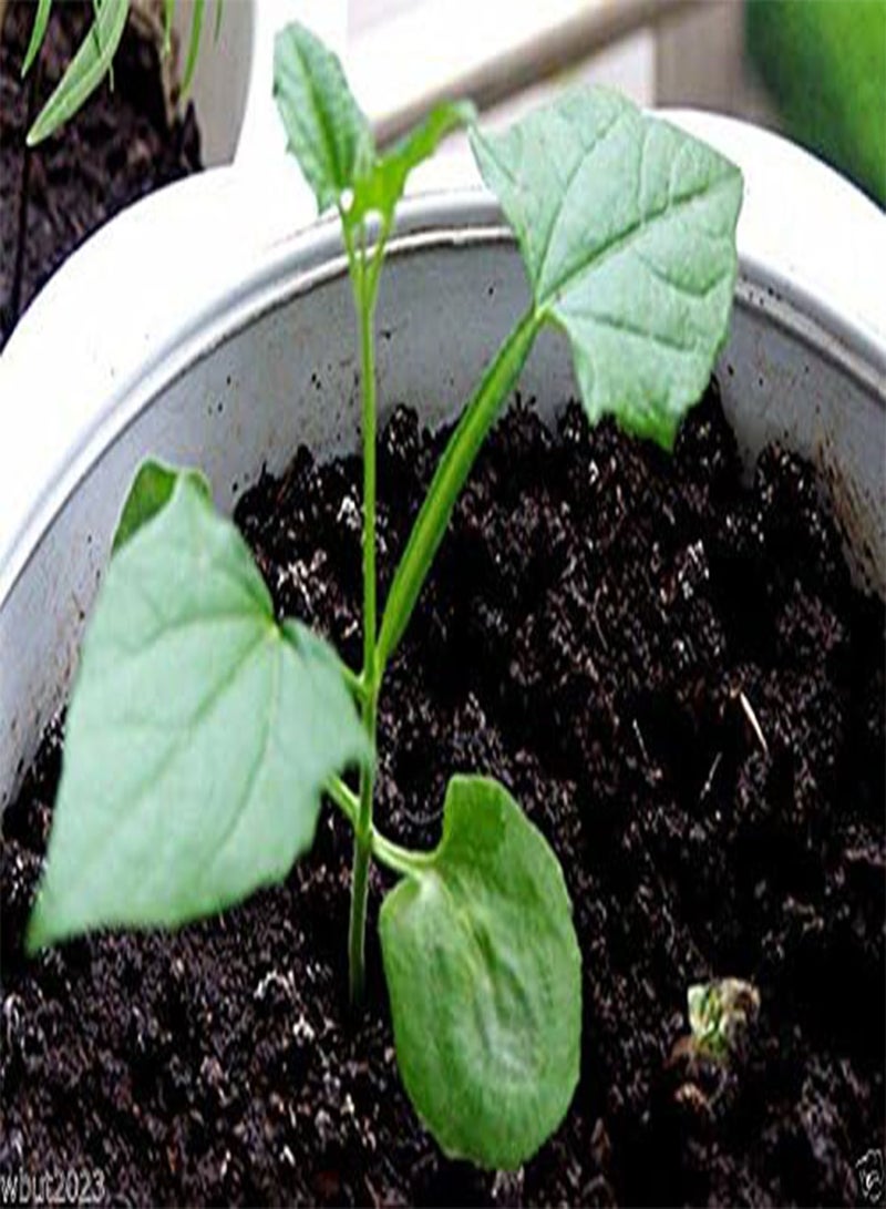 جي جوت بذور ثونبيرجيا (نبات سوزان ذو العين السوداء) مزيج من الزهور البرتقالية والصفراء والبيضاء! (30 بذرة) - Image 2