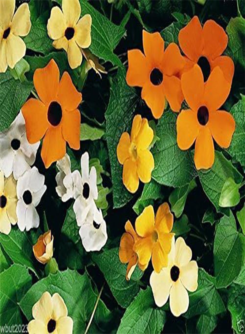 جي جوت بذور ثونبيرجيا (نبات سوزان ذو العين السوداء) مزيج من الزهور البرتقالية والصفراء والبيضاء! (30 بذرة) - Image 3